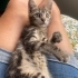 Çok tatlı minik kız acil yuva arıyor fotoğraf