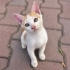 3 AYLIK SARMAN-VAN KEDİSİ MELEZİ OĞLAN SİTEDE ARABALARIN ALTINDA EZİLECEK😿 fotoğraf