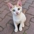 3 AYLIK SARMAN-VAN KEDİSİ MELEZİ OĞLAN SİTEDE ARABALARIN ALTINDA EZİLECEK😿 fotoğraf