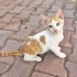 3 AYLIK SARMAN-VAN KEDİSİ MELEZİ OĞLAN SİTEDE ARABALARIN ALTINDA EZİLECEK😿 fotoğraf