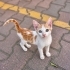 3 AYLIK SARMAN-VAN KEDİSİ MELEZİ OĞLAN SİTEDE ARABALARIN ALTINDA EZİLECEK😿 fotoğraf