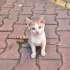 3 AYLIK SARMAN-VAN KEDİSİ MELEZİ OĞLAN SİTEDE ARABALARIN ALTINDA EZİLECEK😿 fotoğraf