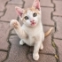 3 AYLIK SARMAN-VAN KEDİSİ MELEZİ OĞLAN SİTEDE ARABALARIN ALTINDA EZİLECEK😿 fotoğraf