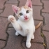 3 AYLIK SARMAN-VAN KEDİSİ MELEZİ OĞLAN SİTEDE ARABALARIN ALTINDA EZİLECEK😿 fotoğraf