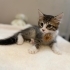 4 aylık yavru dişi kedi fotoğraf