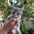 Çok insancıl melez dişi bebek fotoğraf