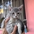 Çok insancıl melez dişi bebek fotoğraf