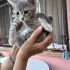 Çok insancıl melez dişi bebek fotoğraf