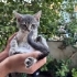 Çok insancıl melez dişi bebek fotoğraf