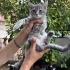 Çok insancıl melez dişi bebek fotoğraf