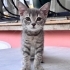 Huyu güzel kendi güzel bir çocuk fotoğraf