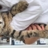 🐾 2,5 Aylık Erkek Tekir Yavrumuza Ömürlük Yuva Arıyoruz 🧡 fotoğraf