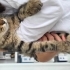 🐾 2,5 Aylık Erkek Tekir Yavrumuza Ömürlük Yuva Arıyoruz 🧡 fotoğraf