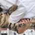 🐾 2,5 Aylık Erkek Tekir Yavrumuza Ömürlük Yuva Arıyoruz 🧡 fotoğraf