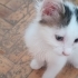 2 AYLIK VAN MELEZİ..!! fotoğraf
