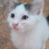 2 AYLIK VAN MELEZİ..!! fotoğraf