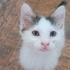2 AYLIK VAN MELEZİ..!! fotoğraf