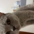 acil sahip aranir anne kedi fotoğraf