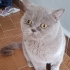 HER BİRİ BİRBİRİNDEN ÖZEL IRKLI CANLAR..!! fotoğraf