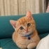 YAPAY ZEKA DEĞİL GERÇEK; 1.5 AYLIK..!! fotoğraf