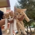 Sevimli yavru Gofret fotoğraf
