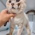EVDEN SOKAĞA ATILINCA KENDİNİ KORUYAMAMIŞ DİĞER KEDİLER DÖVMÜŞ BU UYSAL OĞLANI😿 fotoğraf