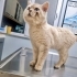 EVDEN SOKAĞA ATILINCA KENDİNİ KORUYAMAMIŞ DİĞER KEDİLER DÖVMÜŞ BU UYSAL OĞLANI😿 fotoğraf
