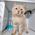 EVDEN SOKAĞA ATILINCA KENDİNİ KORUYAMAMIŞ DİĞER KEDİLER DÖVMÜŞ BU UYSAL OĞLANI😿 fotoğraf
