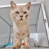 EVDEN SOKAĞA ATILINCA KENDİNİ KORUYAMAMIŞ DİĞER KEDİLER DÖVMÜŞ BU UYSAL OĞLANI😿 fotoğraf