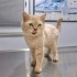 EVDEN SOKAĞA ATILINCA KENDİNİ KORUYAMAMIŞ DİĞER KEDİLER DÖVMÜŞ BU UYSAL OĞLANI😿 fotoğraf