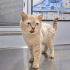EVDEN SOKAĞA ATILINCA KENDİNİ KORUYAMAMIŞ DİĞER KEDİLER DÖVMÜŞ BU UYSAL OĞLANI😿 fotoğraf