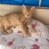 Minik yavru Kraker fotoğraf