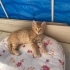 Minik yavru Kraker fotoğraf