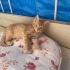 Minik yavru Kraker fotoğraf