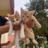 Minik yavru Kraker fotoğraf