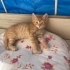 Minik yavru Kraker fotoğraf
