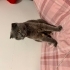 Kısırlaştırılmış çipli kedi fotoğraf