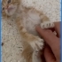 Bebişler acil kalıcı yuva ariyoruz fotoğraf