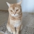 Acilll..Kedimize yeni yuva arıyoruz fotoğraf