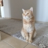 Acilll..Kedimize yeni yuva arıyoruz fotoğraf