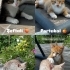 Şeftali, Portakal ve Kavun Yuva Arıyor 🧡 fotoğraf