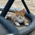 Şeftali, Portakal ve Kavun Yuva Arıyor 🧡 fotoğraf
