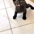 Yavrumuzla yuva arıyoruz türü tortoiseshell kedi fotoğraf