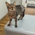 Sokakta yapamaz çok acil yuva fotoğraf