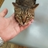 Sokakta yapamaz çok acil yuva fotoğraf