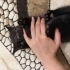 Siyah Yavru Kedi fotoğraf