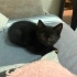 Siyah Yavru Kedi fotoğraf