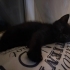 Siyah Yavru Kedi fotoğraf