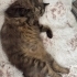 SEVGİ DELİSİ KISIR BİR DİŞİ BEBEK fotoğraf