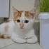 KAJU,ONU EVLAT BİLECEK MELEĞİNİ ARIYOR fotoğraf
